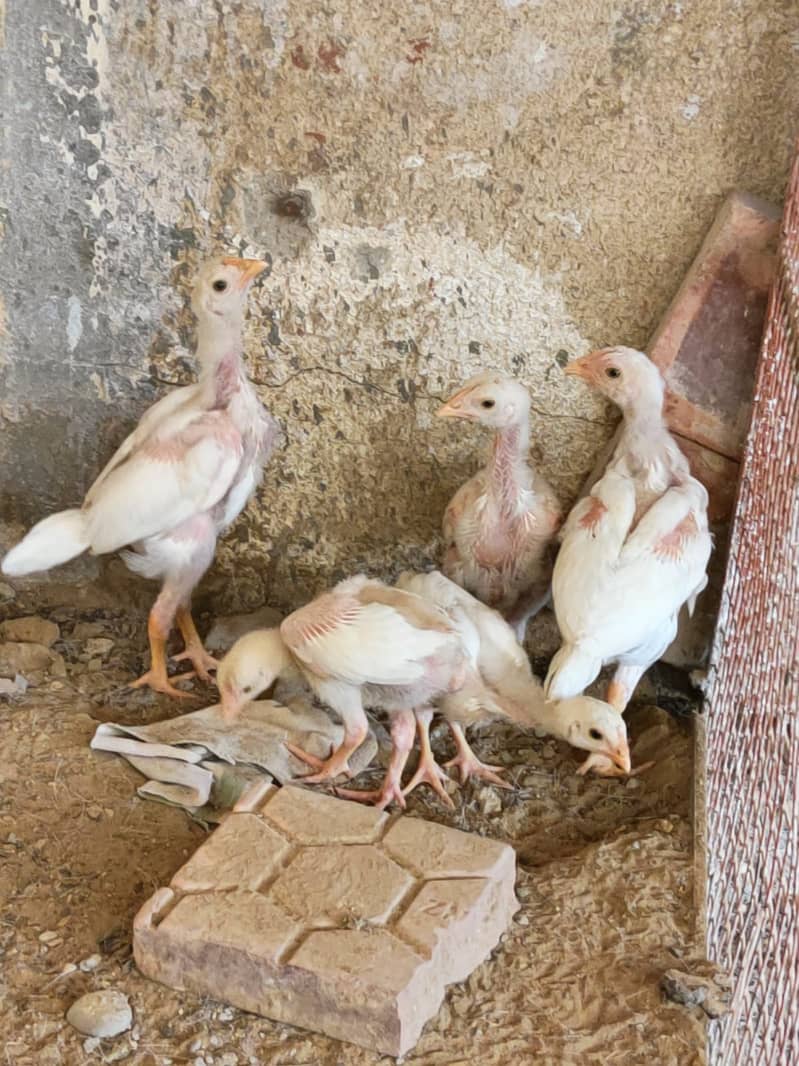 Aseel Chicks { Different Breeds } | Paper White Heera Chicks 1