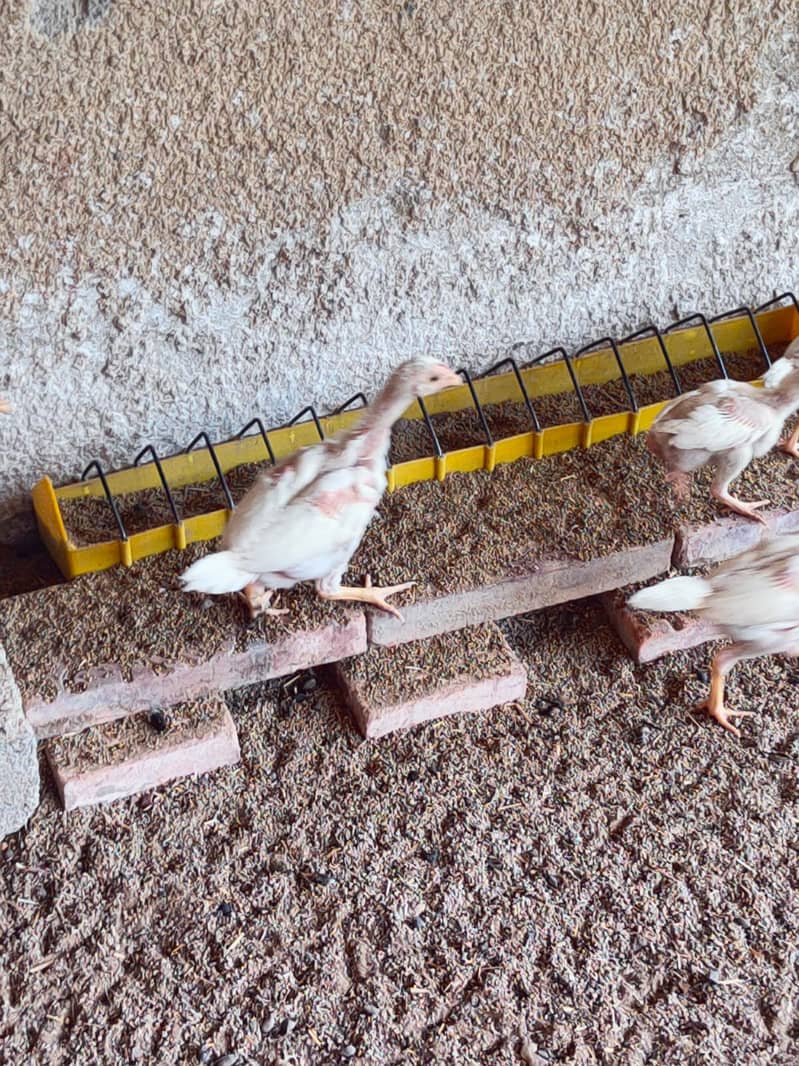 Aseel Chicks { Different Breeds } | Paper White Heera Chicks 5