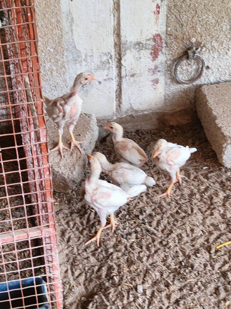 Aseel Chicks { Different Breeds } | Paper White Heera Chicks 9