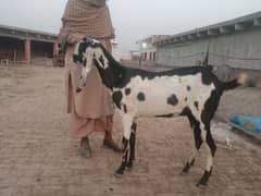 Bakri with one path 2 month