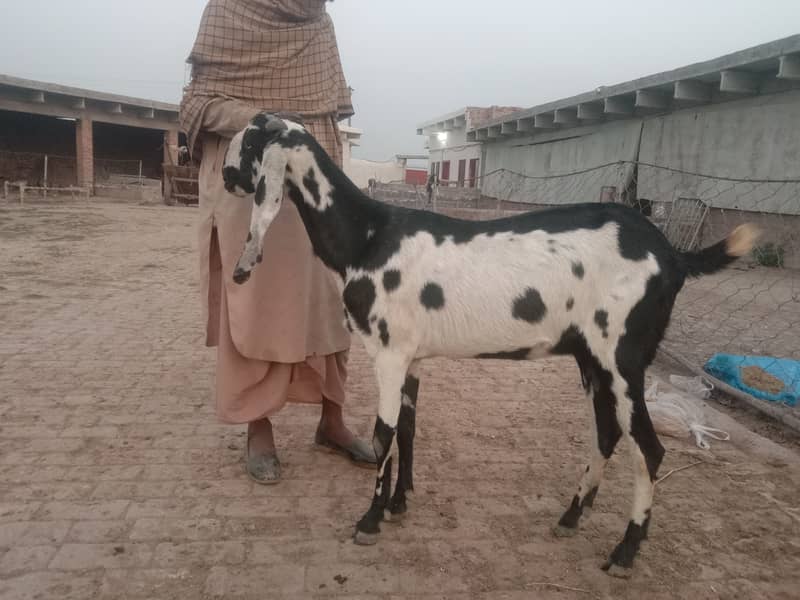 Bakri with one path 2 month 0