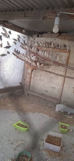 java birds for sale.     contact : 03004707758