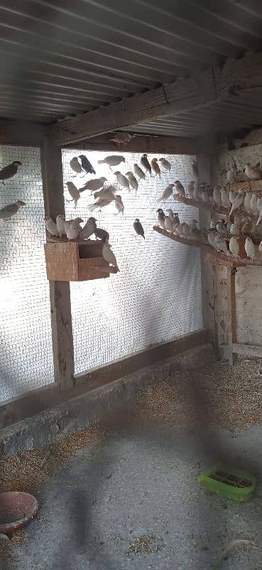 java birds for sale.     contact : 03004707758 2