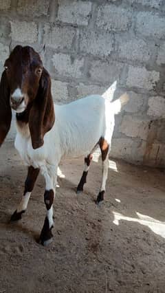 Pure desi breed goat 7 months