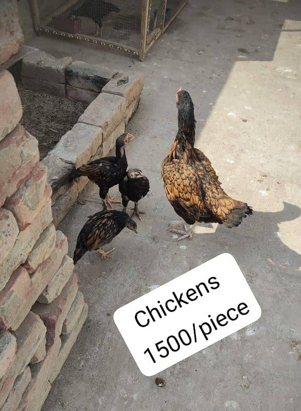 Aseel hens and chicks(kala mushka+mianwali) 2