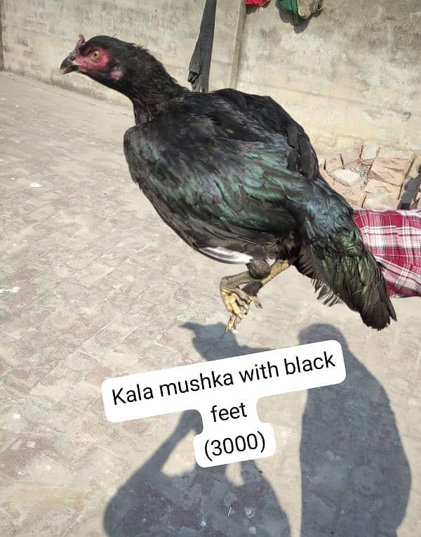 Aseel hens and chicks(kala mushka+mianwali) 3