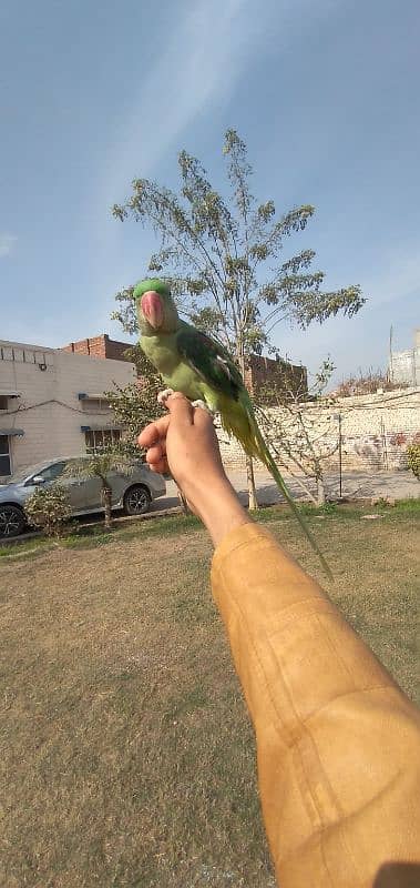 Kashmir Raw Female Hand Tame + Talking 1