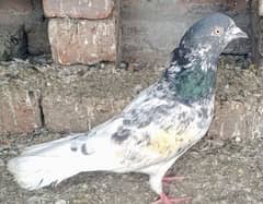 pigeon