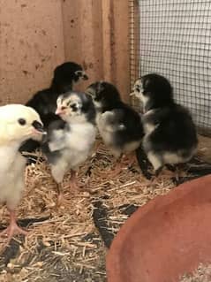 black shamoo chicks available 4days age active and healthy