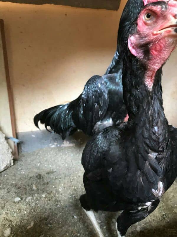 black shamoo chicks available 4days age active and healthy 2