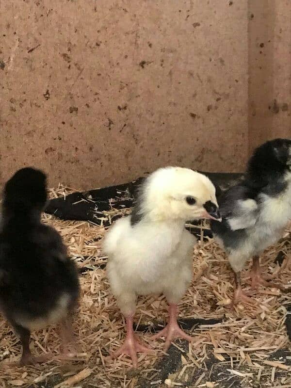 black shamoo chicks available 4days age active and healthy 4