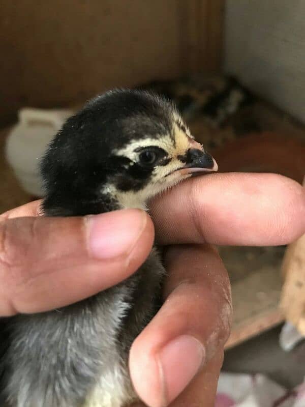 black shamoo chicks available 4days age active and healthy 5