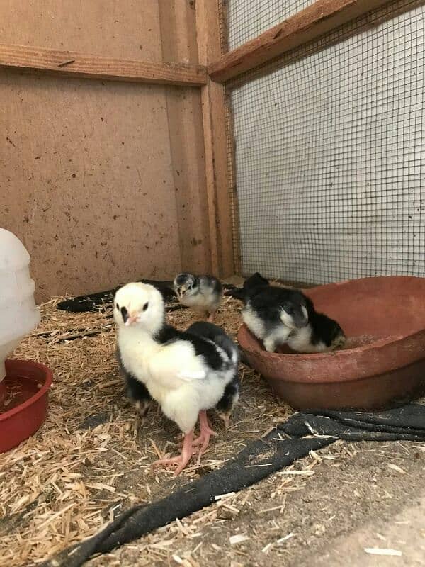 black shamoo chicks available 4days age active and healthy 6