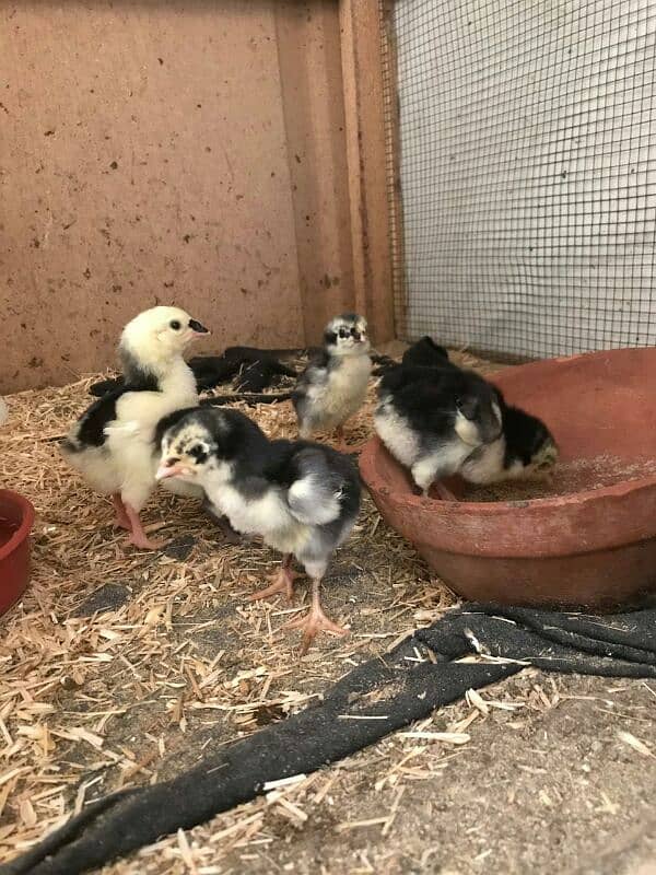 black shamoo chicks available 4days age active and healthy 7