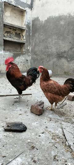 hen for sale urgent