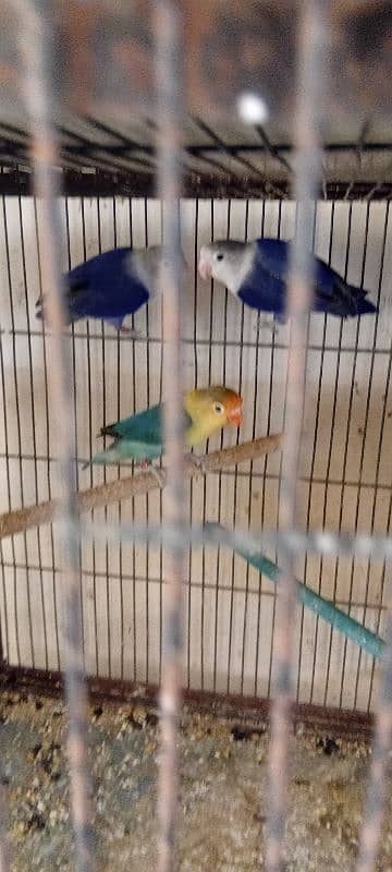 Some quality birds available 1