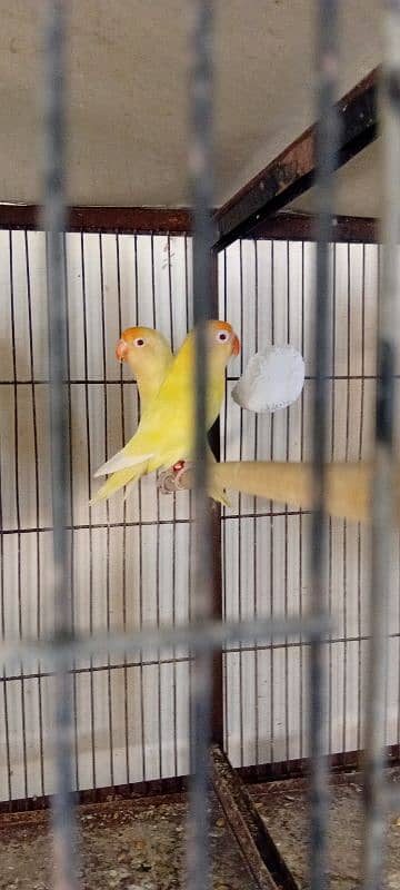 Some quality birds available 3