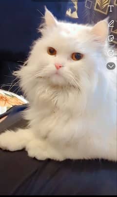 Persian Cat for sale