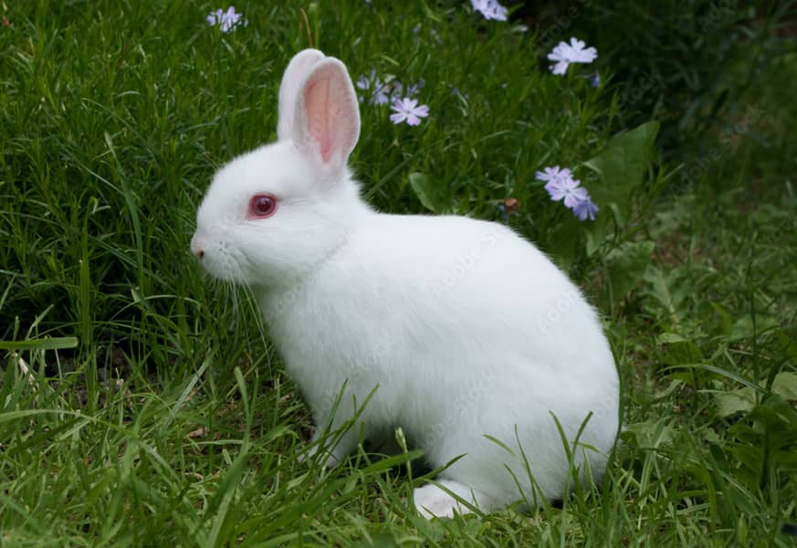 Red Eyes Rabbits Pair 1