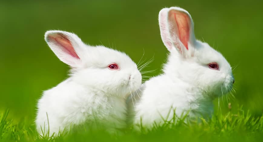 Red Eyes Rabbits Pair 2