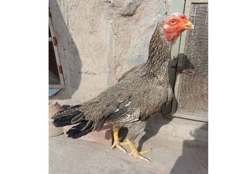 Aseel Breeder Female Long Height / Murgi / Madi / Old bloodline 0