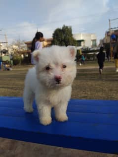 White POODLE SHITZU PUPPY TOY BREED from Pedigree parrents