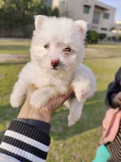 White POODLE SHITZU PUPPY TOY BREED from Pedigree parrents