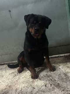 male rottweiler huge size from pedigree parents