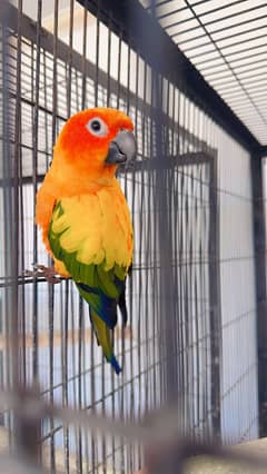 Sun conure breeder pair