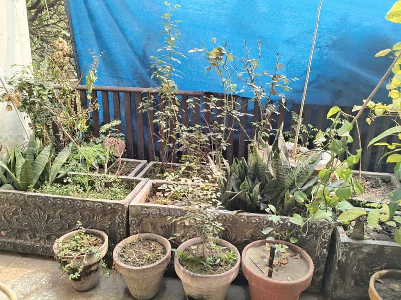 pots, stands and plants 2