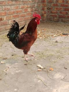 Desi hen sale egg lying 1100