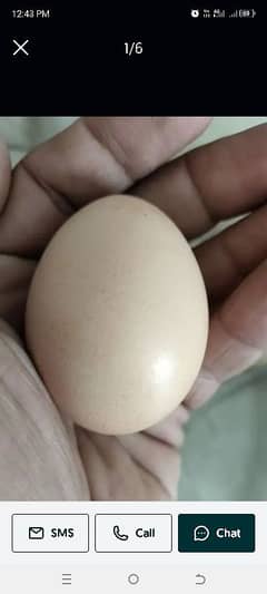 Aseel Eggs for Sale