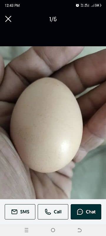 Aseel Eggs for Sale 0