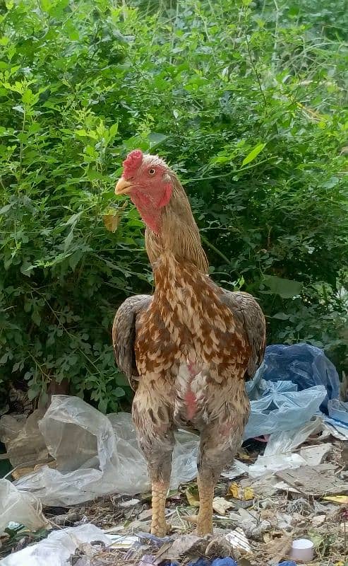 Aseel Eggs for Sale 3