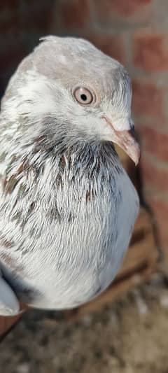 pigeon and aseel eggs