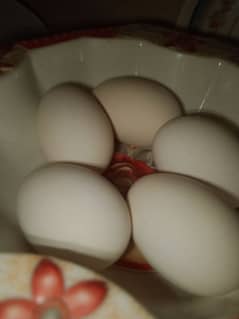 Eggs for sale 200 per piece paper white