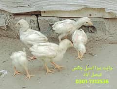 Heera Aseel Chicks