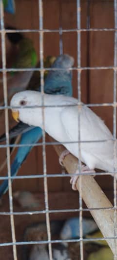 Australian Parrot's