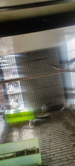 Diamond Pied Dove Pathy For sale