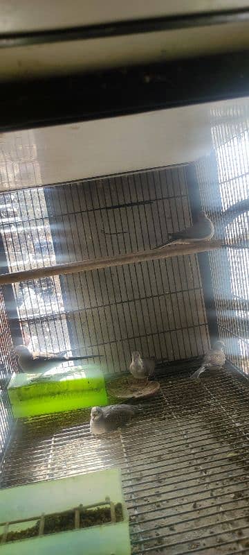 Diamond Pied Dove Pathy For sale 1