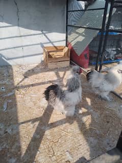 silkies fancy hen five nail