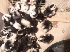 Pure Austrolop 3 days old Chicks