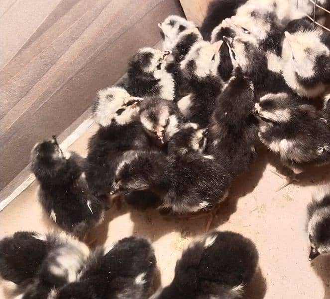 Pure Austrolop 3 days old Chicks 1