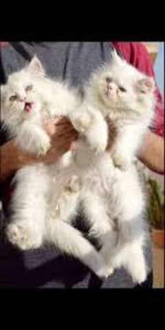 Persian kittens little trainned My WhatsApp 03015880301