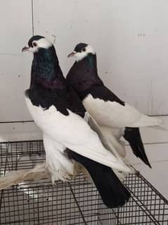 Black megpie breeder pair