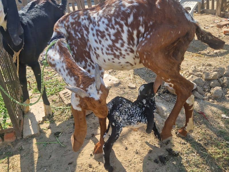 Pure Makhi cheeni Female with Male 0