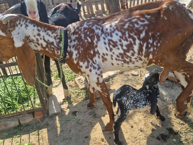 Pure Makhi cheeni Female with Male 1