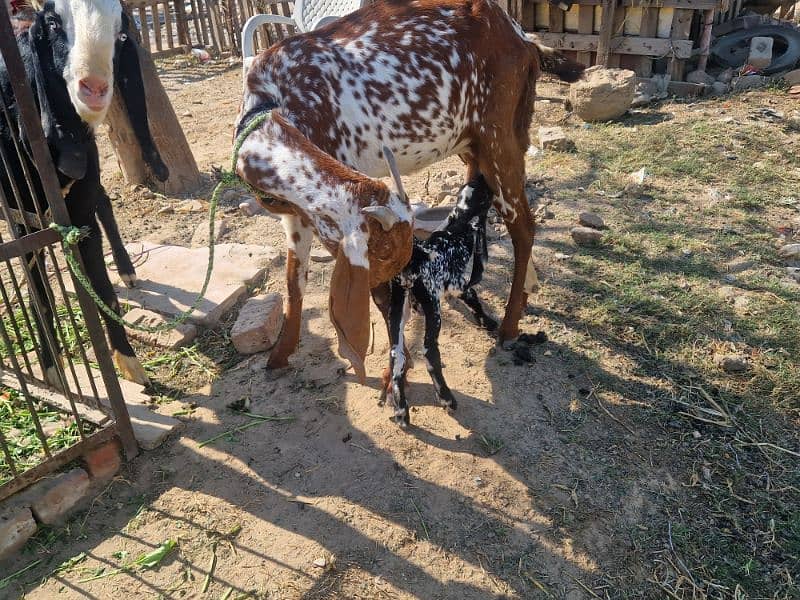 Pure Makhi cheeni Female with Male 2