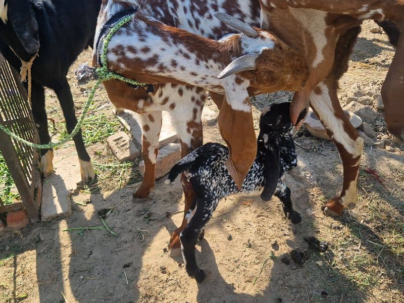 Pure Makhi cheeni Female with Male 3