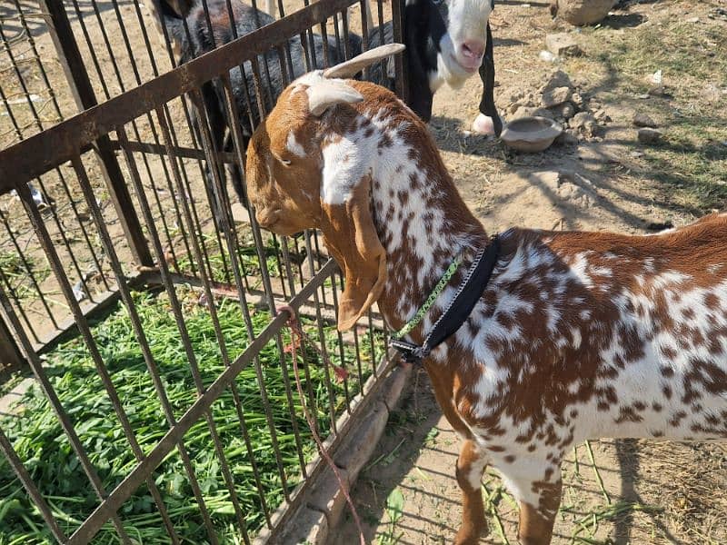 Pure Makhi cheeni Female with Male 4